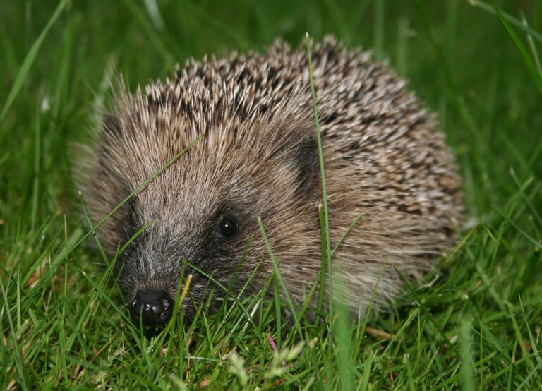 Hedgehog