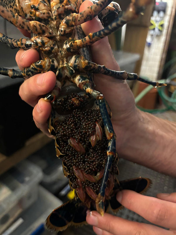 Lobster in hand - Forth Marine Hatchery
