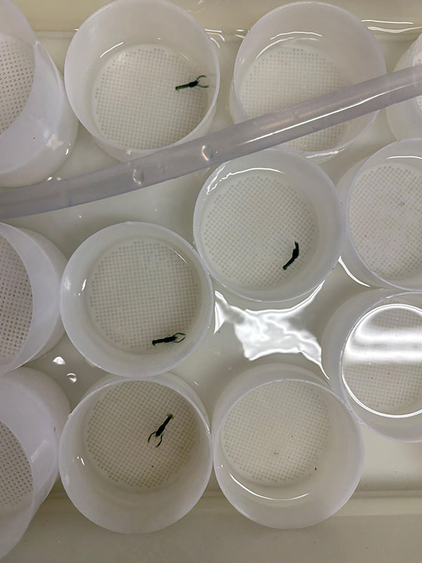 Lobster hatchery - Forth Marine Hatchery