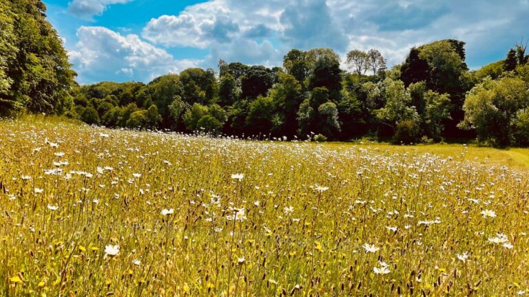 Meadow - Muir to Forth