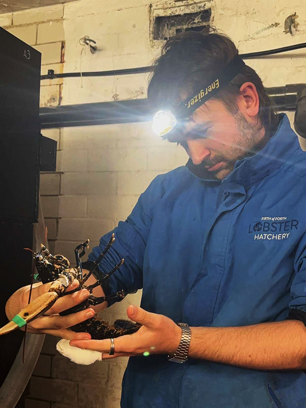 Intern Andrew checking a berried hen for eggs - Forth Marine Hatchery