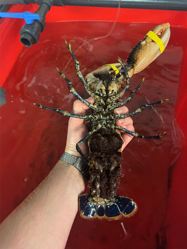 Intern Andrew holding a lobster - Forth Marine Hatchery