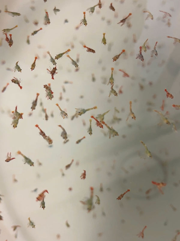 Baby lobsters at the Forth Marine Hatchery